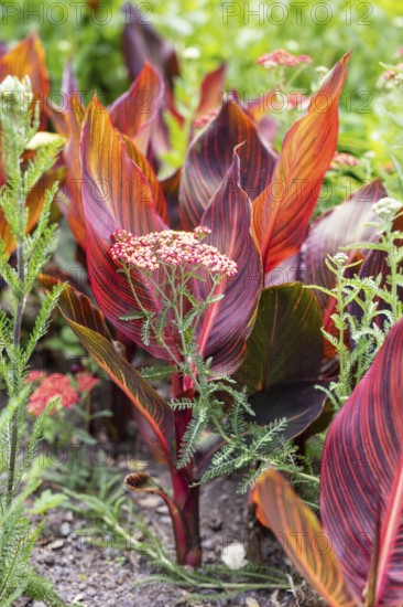Sumpfschafgarbe (Achillea distans) und Indisches Blumenrohr (Canna indica L.), Botanischer Garten,