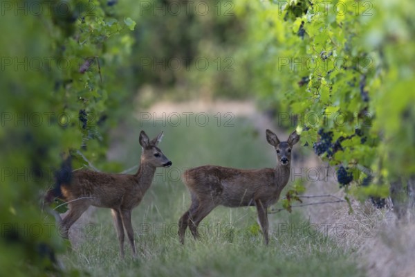 Fawns in summer, Wittlich, Rhineland-Palatinate, Germany, Europe