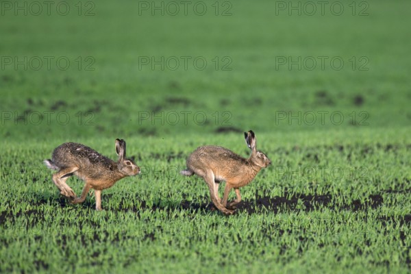 European hare (Lepus europaeus), buck chasing doe in field during breeding season, Germany, Europe