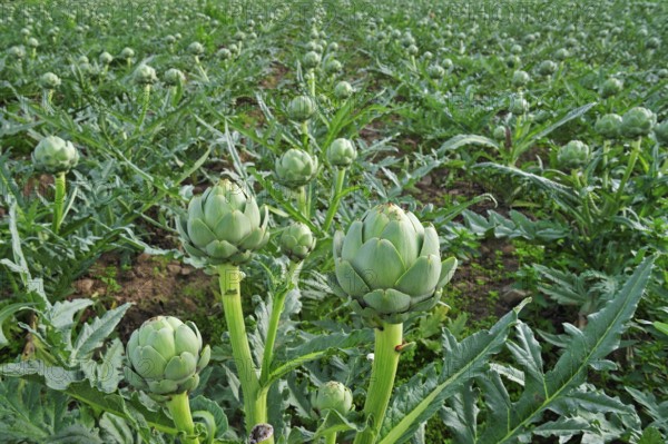 Cultivated globe artichoke (Cynara cardunculus var. scolymus) buds grow in the field