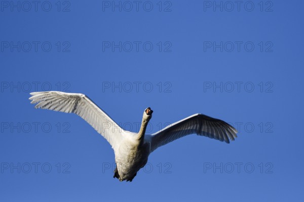 Mute Swan (Cygnus olor), adult bird in flight, mining subsidence area, Bottrop, Ruhr area, North