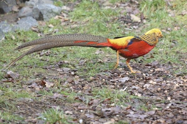 Golden pheasant (Chrysolophus pictus), male, colourful, tail feathers, captive