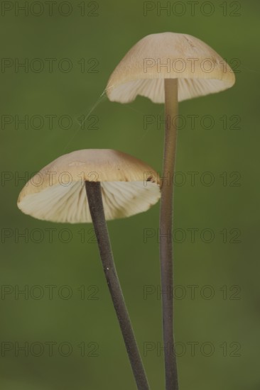 Long-stemmed garlic swallow, two, stem, long, thin, Stringy-stemmed garlic swallow, Schwindlinge,