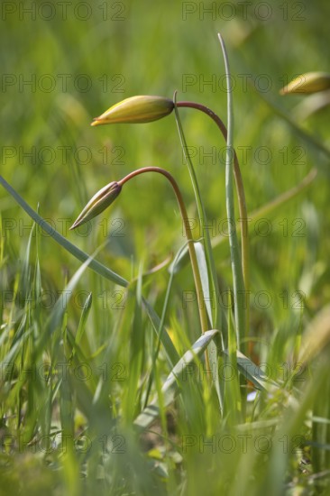 Wild tulips (Tulipa sylvestris), buds, Saxony, Germany, Europe