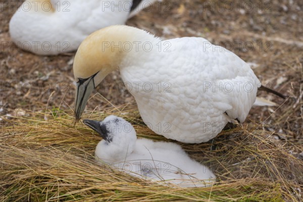 Northern gannet (Morus bassanus), Helgoland Cliff, Helgoland High Seas Island, nests, chicks, North