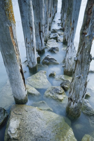Ancient wooden piles on Lake Constance near Altnau in the canton of Thurgau, Switzerland, Europe