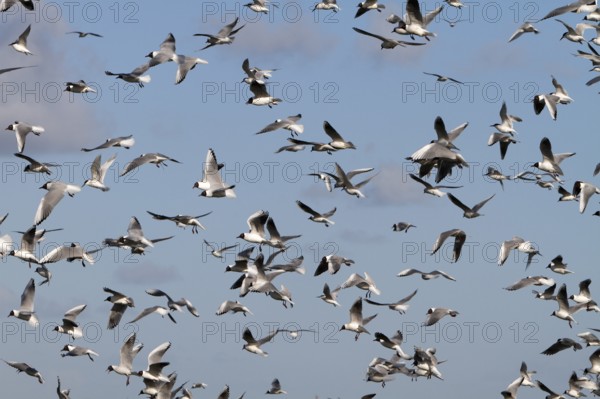 Black-headed Black-headed Gull (Chroicocephalus ridibundus), predation defence, breeding colony in