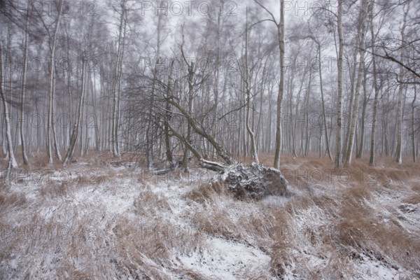 First snow in the Eastern Ore Mountains too