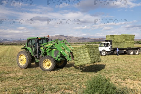 San Acacia, New Mexico, Bales of alfalfa are stacked on a farm near the Rio Grande. The farm relies