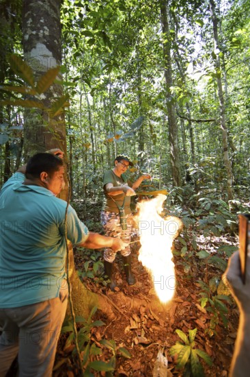 Jungle guides set fire to natural wax in the Amazon rainforest, Manaus, Amazonas state, Brazil,