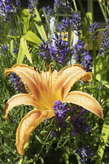 Flowering daylily (Hemerocallis fulva) amidst a flowering lavender (Lavandula angustifolia),