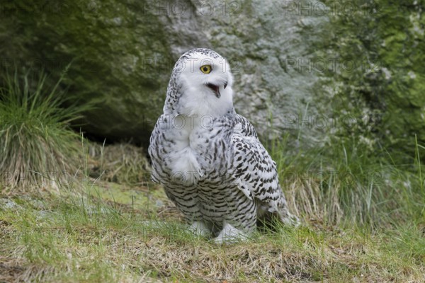 Snowy owl (Nyctea scandiaca) portrait of female calling