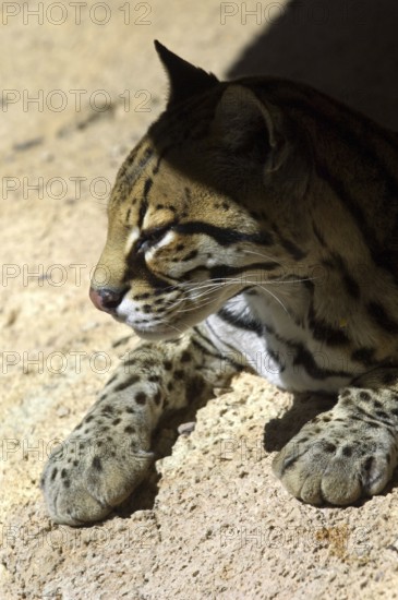Ocelot (Felis pardalis) dwarf leopard, wild cat native to South and Central America, resting on
