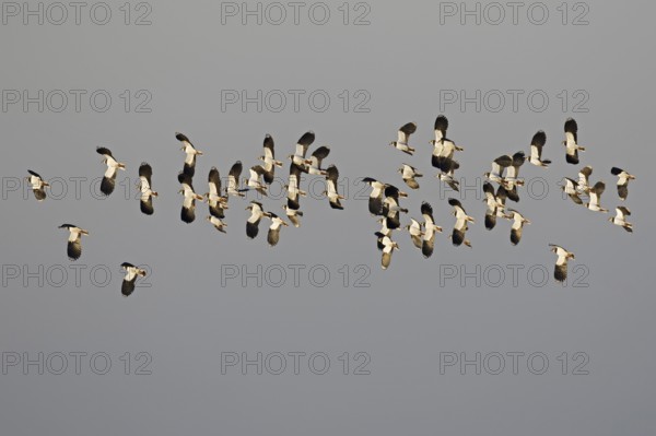 Northern lapwing (Vanellus vanellus) flock flying against dark grey snowy sky in winter