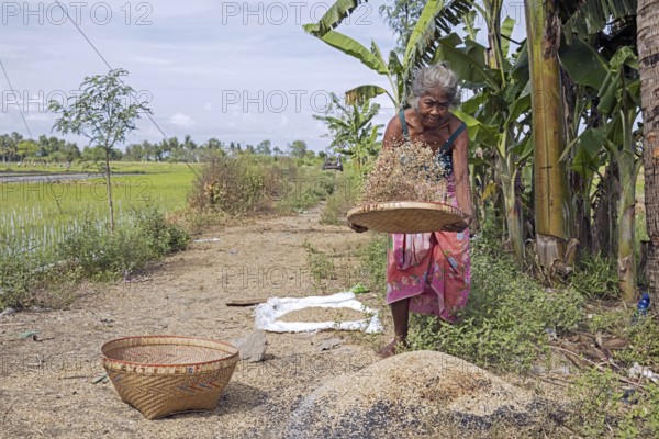 Elderly Indonesian woman sifting, winnowing rice seeds after harvesting at rice field on the island