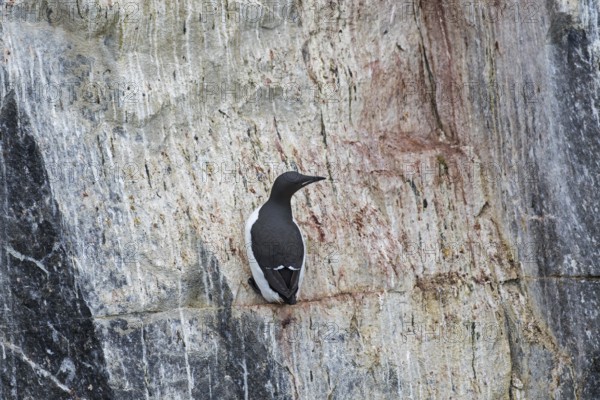 Thick-billed murre (Uria lomvia), Brünnich's guillemot on rock ledge in sea cliff in seabird