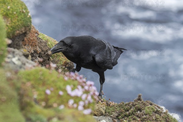 Common raven, northern raven (Corvus corax) on top of sea cliff along the coast, Shetland Islands,