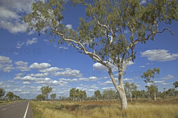Eucalyptus tree, gum trees in the Australian outback along the Barkly Highway, Northern Territory,