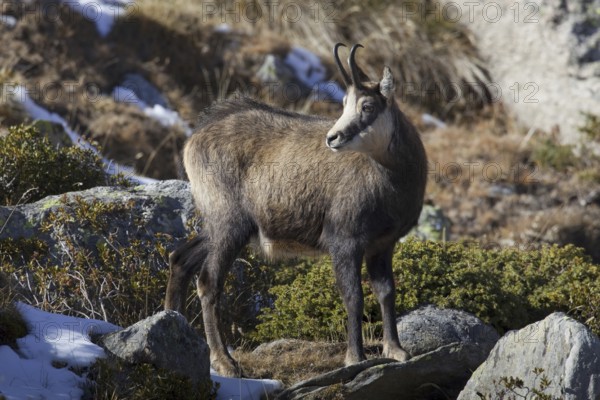 Chamois (Rupicapra rupicapra) portrait in the Italian Alps in autumn, Gran Paradiso National Park,