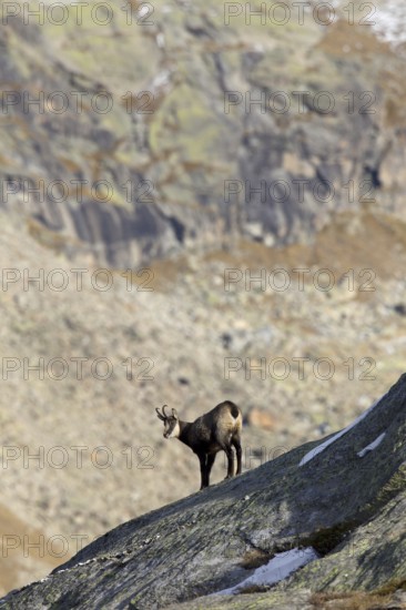 Chamois (Rupicapra rupicapra) on rock ridge in the Alps in autumn, Gran Paradiso National Park,