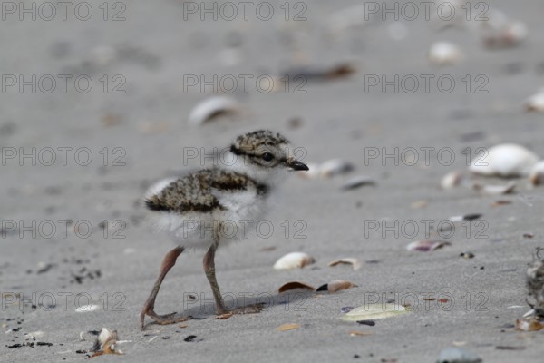 Little Ringed Plover (Charadrius hiaticula), young bird foraging on the beach, Lower Saxon Wadden