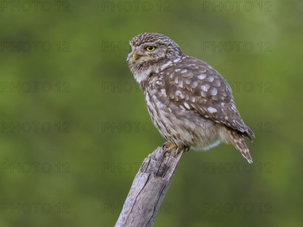 Little Owl (Athene noctua), on dead apple tree branch, biosphere area, Swabian Alb,