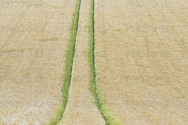 View of a grain field, barley (Hordeum vulgare), tractor tracks, North Rhine-Westphalia, Germany,