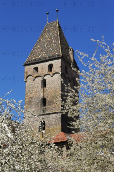 Metzgerturm, medieval city gate, brick tower, city fortification, trees, spring blossom, Ulm,