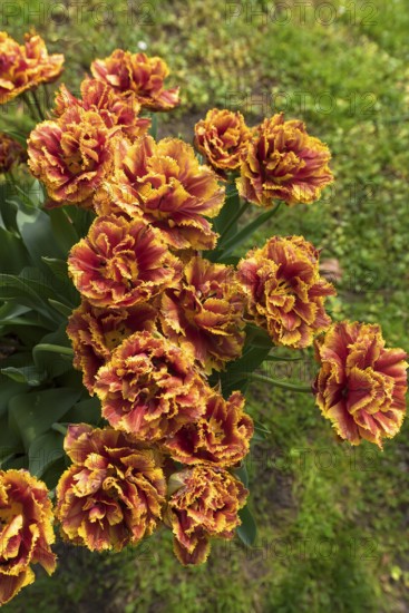 Tulip flowers (Tulipa) in a city park, Lahr, Baden-Württemberg, Germany, Europe