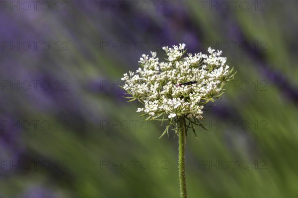 Yarrow (Achillea), flowering, Provende, France, Europe