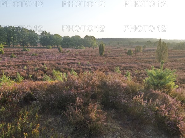 Heath blossom in the early morning in the Lüneburg Heath nature Park. The landscape in the heath