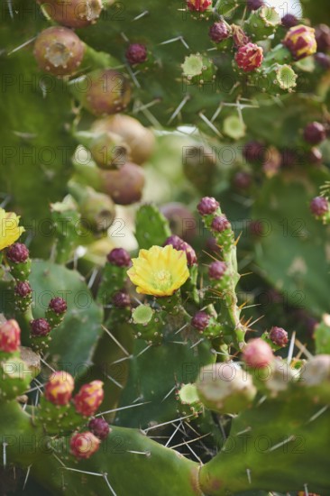 Indian fig opuntia (Opuntia ficus-indica) blossoms and fruits, ebro delta, Catalonia, Spain, Europe