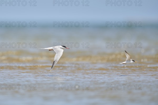 Elegant tern (Thalasseus elegans) flying in the sky above the sea, hunting, ebro delta, Catalonia,