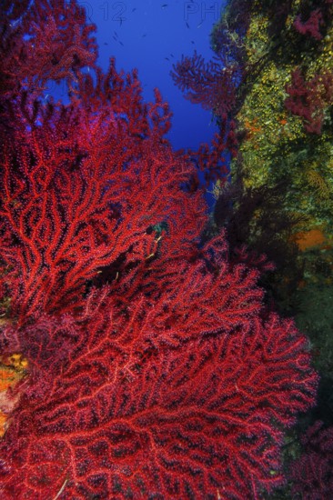 Large fan of red violescent sea-whip (Paramuricea clavata), Mediterranean fan coral with