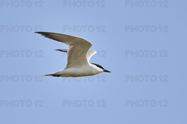 Gull-billed tern (Gelochelidon nilotica) flying in the sky, hunting, ebro delta, Catalonia, Spain,
