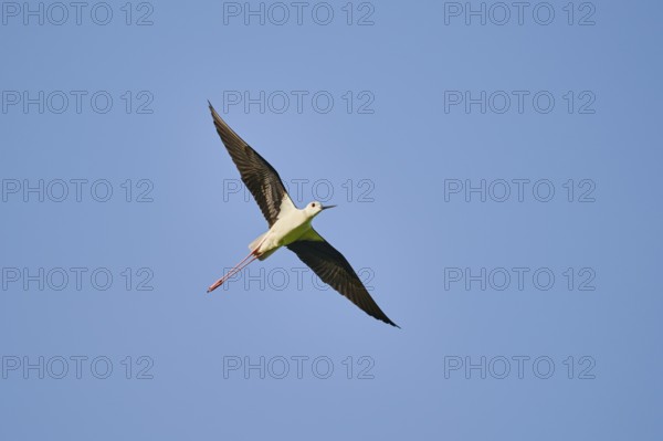 Black-winged stilt (Himantopus himantopus) flying in the sky, ebro delta, Catalonia, Spain, Europe