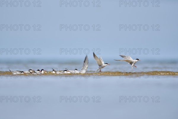 Elegant tern (Thalasseus elegans) starting from the sea, hunting, ebro delta, Catalonia, Spain,