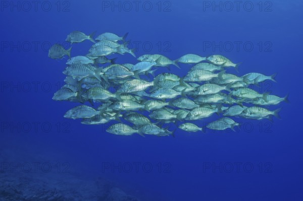 Shoal of sand steenbras (Lithognathus mormyrus) swimming through open water blue water, East