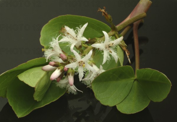 Bog bean (Menyanthes trifoliata) or bitter clover, medicinal plant