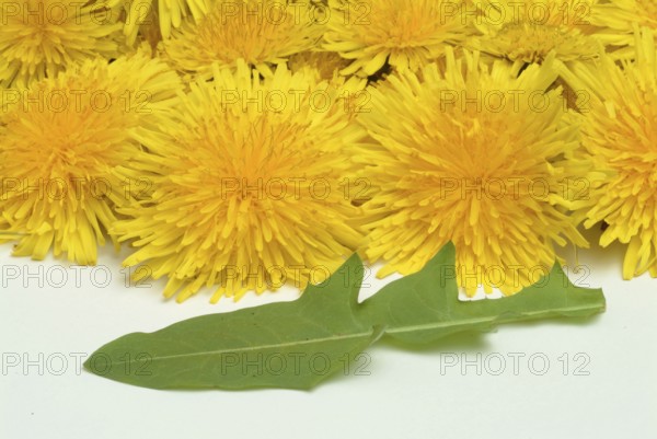 Common dandelion (Taraxacum) Ruderalia, Taraxacum officinale, medicinal plant, the most important