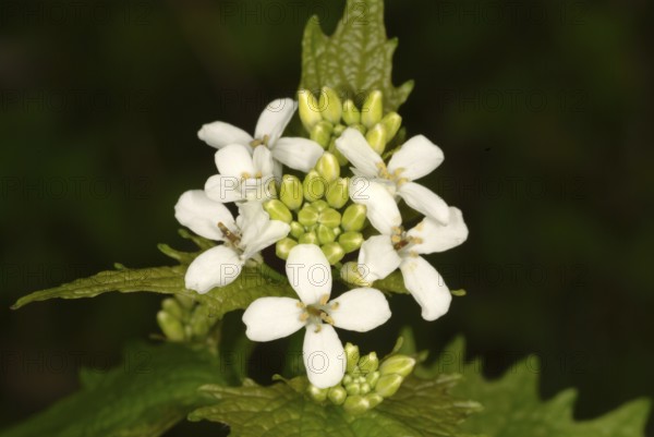 Garlic mustard (Alliaria petiolata), also garlic herb, leek herb, medicinal plant has antiseptic,