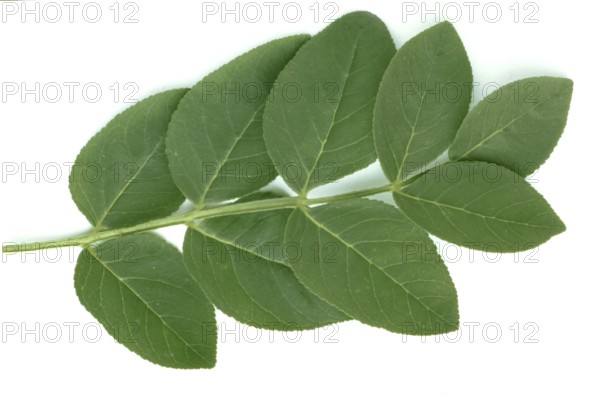 Is also known as burning bush (Dictamnus albus), dittany, gas plant or fraxinella, used as