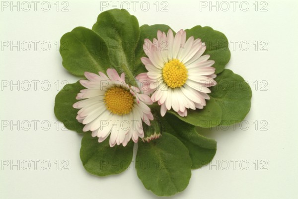 Common daisy (Bellis perennis), medicinal plant, naturopathy classifies the daisy among other