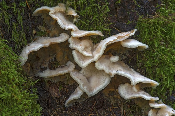 Jelly-fleshed pleco (Merulius tremellosus) in mixed forest, Bavaria, Germany, Europe