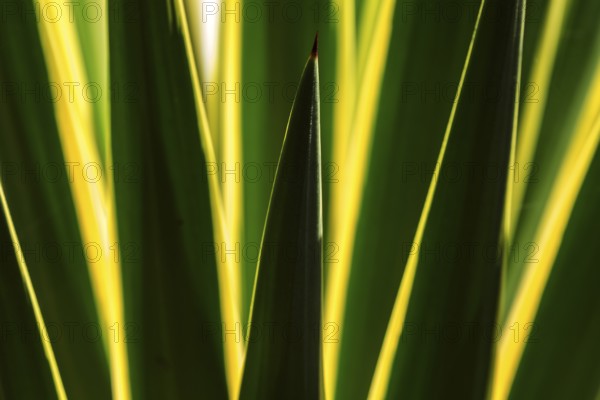 Leaves of an agave against the light, close-up, Madeira, Portugal, Europe