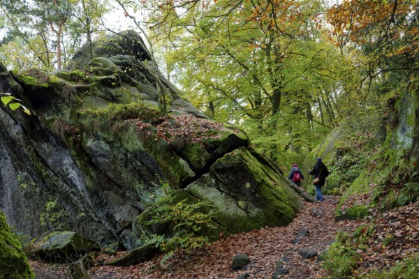 Hiking trail on the Lilienstein, Saxon Switzerland, Elbe Sandstone Mountains, Saxony, Germany,