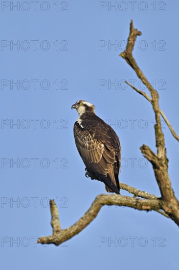 Western osprey (Pandion haliaetus), perched on a branch, Flachsee, Canton Aargau, Switzerland,