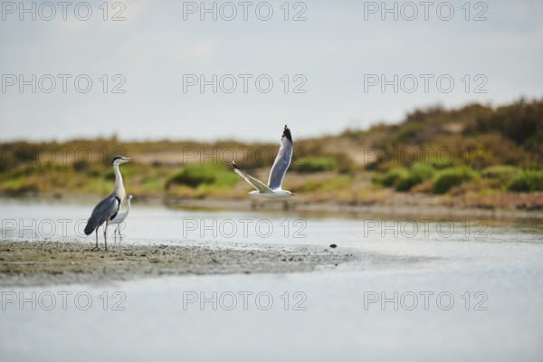 Grey heron (Ardea cinerea) and a Great egret (Ardea alba) standing at the waters edge while a