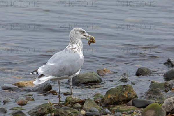 Seagull with a crab in its beak, Baltic Sea, Kiel, Schleswig-Holstein, Germany, Europe