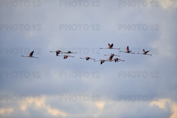 Greater Flamingos (Phoenicopterus roseus), flying in the sky at sunset, Parc Naturel Regional de